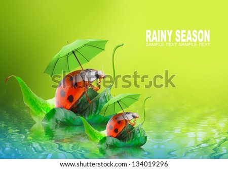 Natural background from rainy season. Two ladybugs floating on the pond. Picture with space for your text.