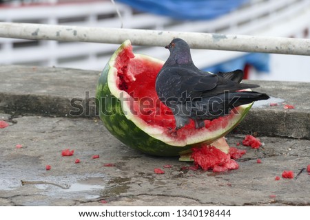 A dove sitting in a broken water melon, eating melon seeds, on the street near the fruit market of the city Manaus, Amazonas, Brazil