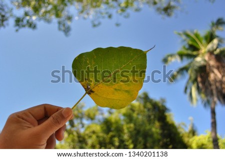 Hand holding a  leave of Bodhi tree with the sky in the background