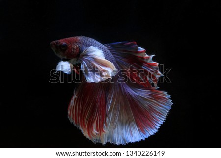 Beautiful red and white betta fish
