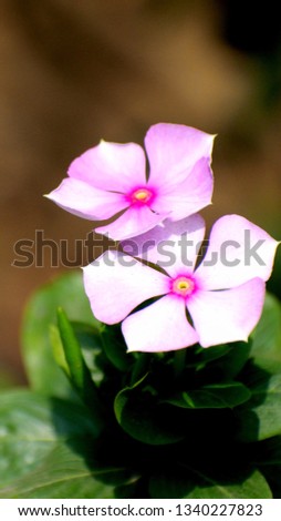 Madagascar periwinkle, rose periwinkle or rosy periwinkle flower blooming with magenta white color can be use as wallpaper, background etc.