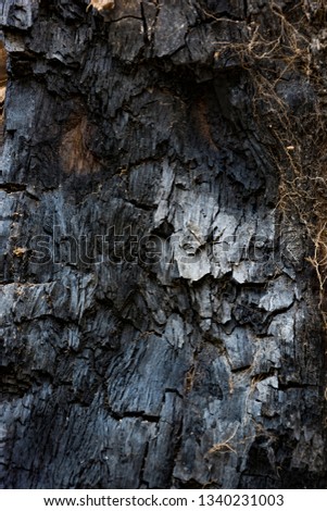 Old Wood Tree Texture Background Pattern, Close up texture,
burnt wood texture, background with copy space for text.