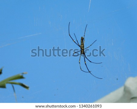 a spider on thin spider web in a blue blue sky