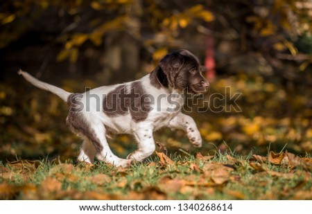 young pointer puppy