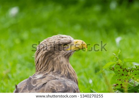 White-tailed eagles may be found in varied habitat but usually are closely associated with water and generally occurs in lowland areas.