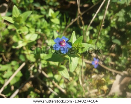 closeup of beautiful poorman's flower Also called Scarlet Pimpernel, this is a fascinating plant. The blossoms of the weatherglass close up when rain is near. It has been used for over a hundred years
