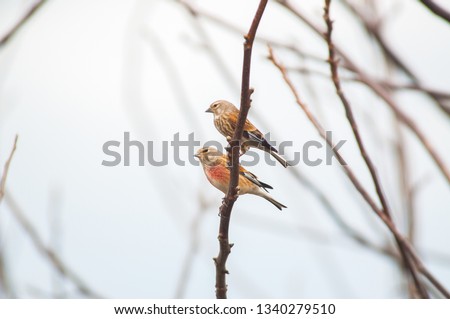 The common linnet (Linaria cannabina). A couple of birds on the branch.