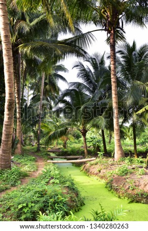 A view field of coconut trees in tropical country of Amphawa,Samutsongkram,thailand