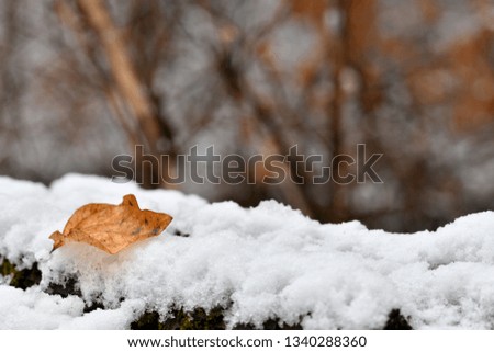 Snow falls on fallen pine trees 