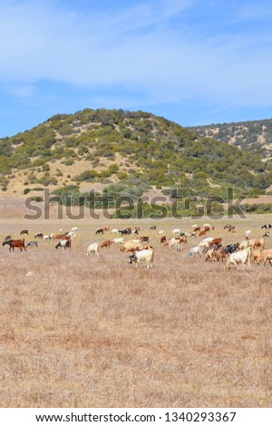 Vertical picture of a herd of goats grazing on a dried field with small hills in the background. Photo taken on a sunny day in remote Karpaz Peninsula, Turkish part of beautiful Cyprus. 