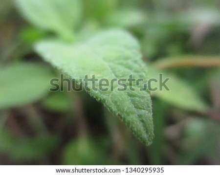 green leaf - images