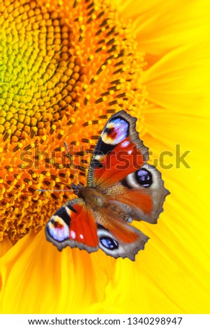 Close up view on a Peacock butterfly (Aglais io) feeding on sunflowers (macro, vertical orientation) 
