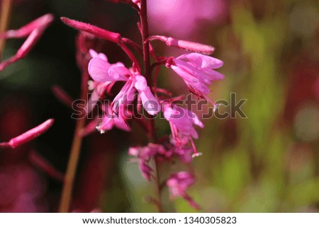 Flower and Background