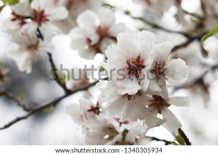 Flower and Background