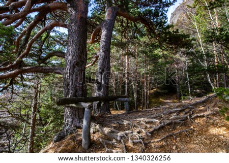 Improvised wooden bench under coniferous trees in Cozia mountains in Romania during autumn