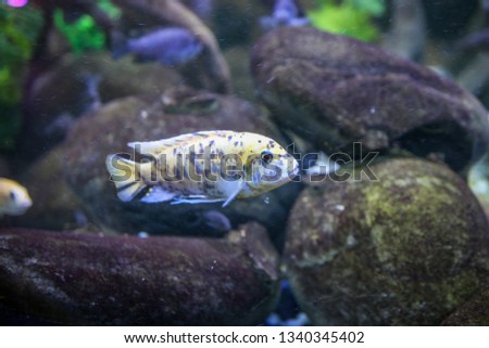 Yellow fish in an aquarium 