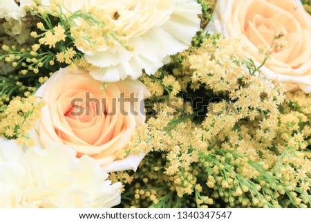 Yellow roses meaning Bright in Plant a flower, cheerful and joyful create warm feelings and provide happiness. They bring you and the friendship you share the purist of colors, represent innocence,