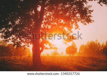 Sunset Or Sunrise In Misty Forest Landscape. Sun Sunshine With Natural Sunlight Through Oak Wood Tree In Morning Forest. Beautiful Scenic View. Autumn Nature Of Belarus Or European Part Of Russia