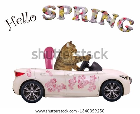 The cat drives a car painted with beautiful pink flowers. Hello spring. White background. Isolated.