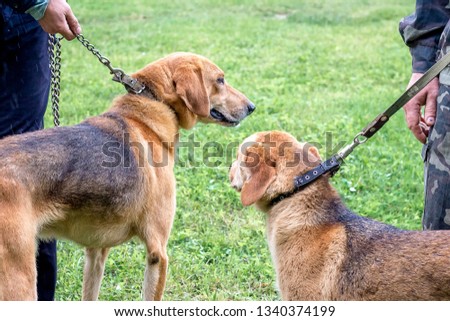 Two hunting dogs of breed a  russian hound for a leash during a walk. Exhibition of hunting dogs