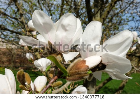 Closeup white magnolia flowers in sunshine. Tree and sky in the background.