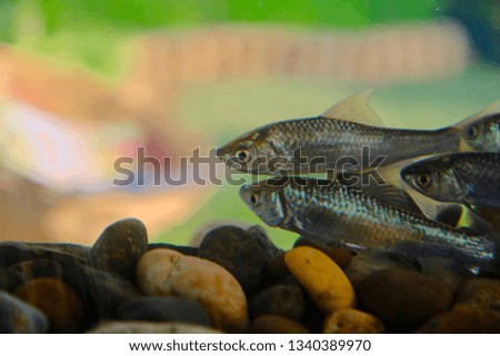 Oreochromis niloticus, cichlid fish