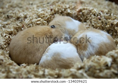 Hamsters sleep