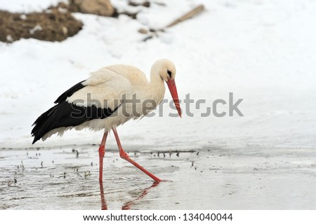 Beautiful stork at the park outdoors