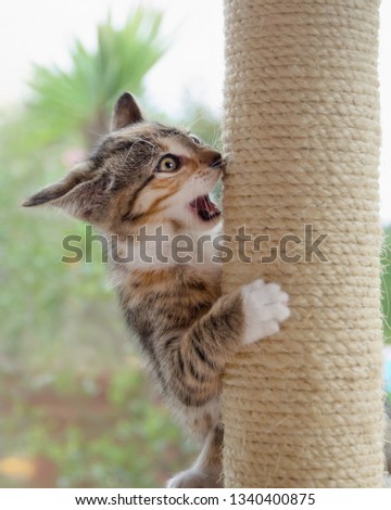 A young crazy cat kitten, European Shorthair, playing boisterously with a scratching post opening its mouth, trying to bite and practicing fighting maneuvers Royalty-Free Stock Photo #1340400875