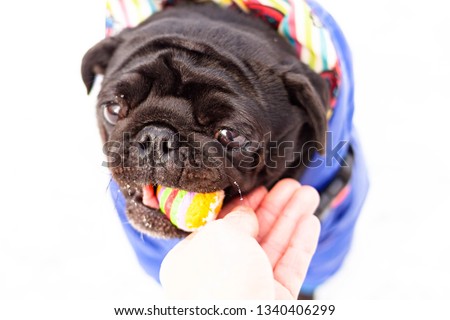 Cute black pug in blue jacket playing with a boll and hand on white winter background.