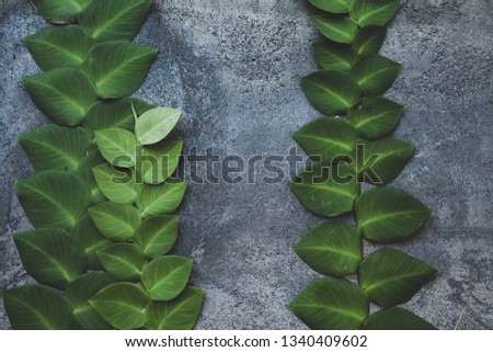 frame of green leaves on concrete wall. close up.space for text