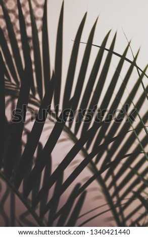 palm leaves on the pink wall background. space for text.