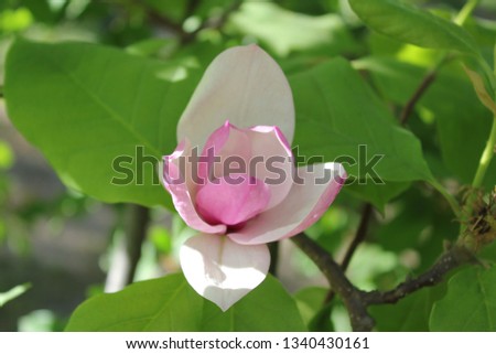 pink magnolia flower on a green background