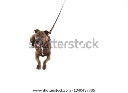 Brown pitbull dog lying on the floor with a leash against a white background
