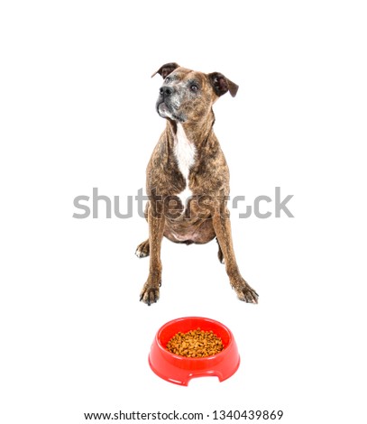 Brown pitbull dog sitting on the floor next to a red bowl of food against a white background