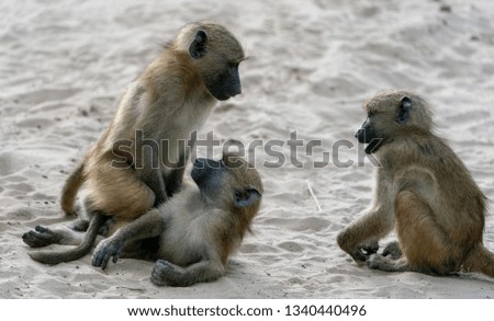 Baboons In Chobe National Park