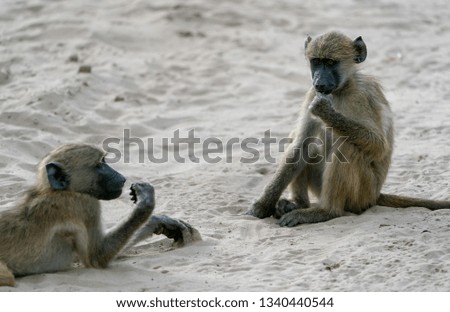 Baboons In Chobe National Park