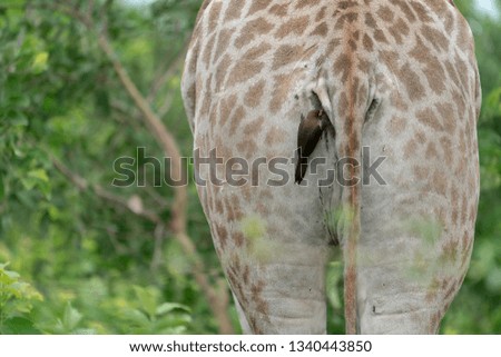 A Giraffe in Botswana