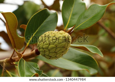 Magnolia fruit in natural environment.