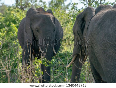An Elephant in Chobe National Park