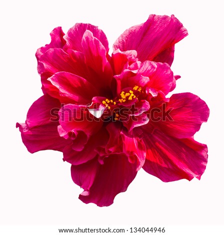 A big red hibiscus flower isolated on white background Royalty-Free Stock Photo #134044946