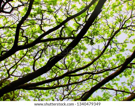                   Branches and green  and green leaves ,tree branches          