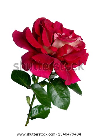 Red rose isolate on white background.