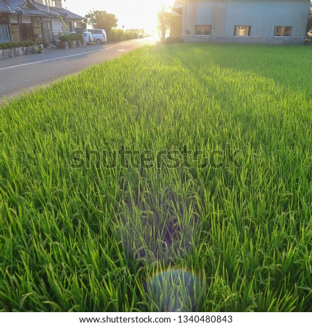 Rice field in early morning summer sun, Fukui, Japan.