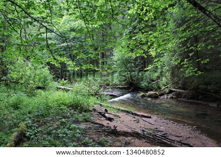 Forest river with rocky bottom