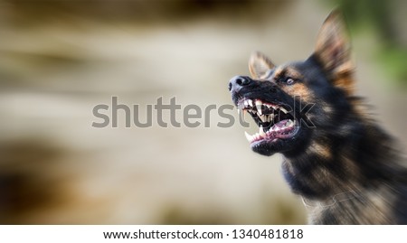 Aggressive dog shows dangerous teeth. German sheperd attack head detail. Dogs close up banner or panorama. Royalty-Free Stock Photo #1340481818