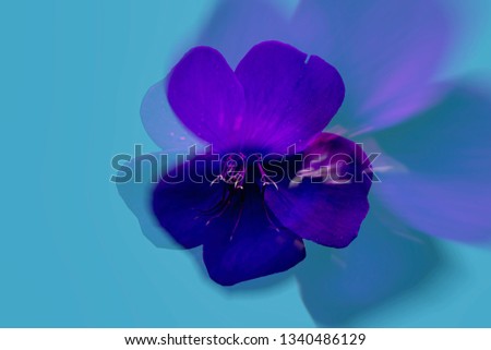 purple flower on blue color background