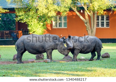Rhino in Ziwa park