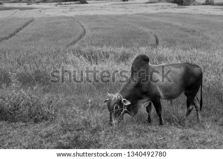 Black and white picture of beautiful bull in the farms of the countryside of Inle Lake, Myanmar