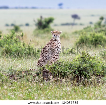 A cheetah on the Masai Mara National Reserve - Kenya, East Africa